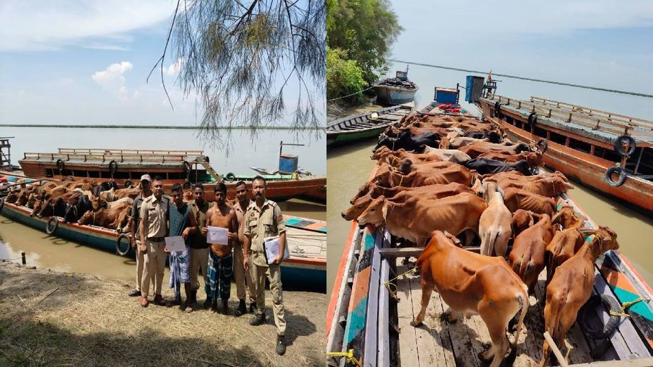 Assam: Cattle smuggling attempt foiled in Dhubri, 40 cows seized Assam: Cattle smuggling attempt foiled in Dhubri, 40 cows seized