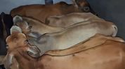 Assam: Two vehicles carrying 20 cattle seized at Kathiatoli, two drivers detained Assam: Two vehicles carrying 20 cattle seized at Kathiatoli, two drivers detained