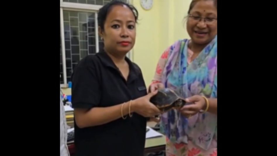 Injured Tricarinate Hill Turtle rescued from Brahmaputra, released after treatment: Himanta Injured Tricarinate Hill Turtle rescued from Brahmaputra, released after treatment: Himanta
