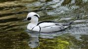 Assam’s Laokhowa records first-ever sighting of rare migratory Smew Assam’s Laokhowa records first-ever sighting of rare migratory Smew