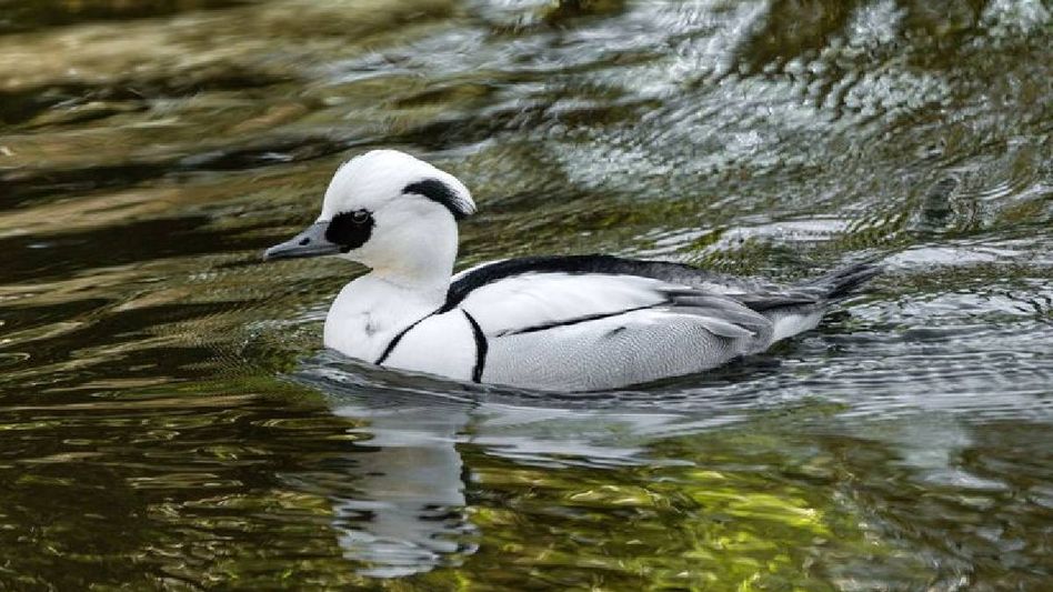 Assam’s Laokhowa records first-ever sighting of rare migratory Smew Assam’s Laokhowa records first-ever sighting of rare migratory Smew