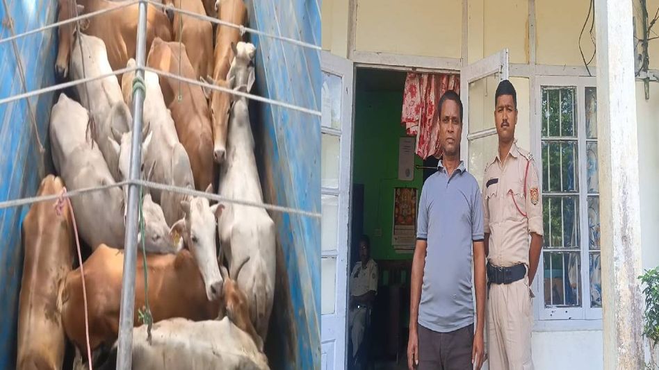 Truck carrying 32 cattle intercepted in Assam's Kaliabor, one held Truck carrying 32 cattle intercepted in Assam's Kaliabor, one held