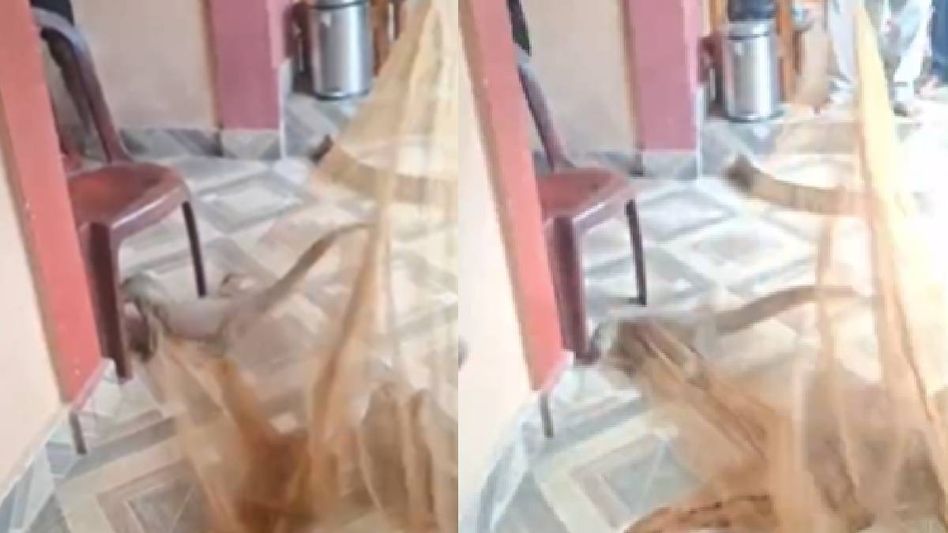 Assam: Giant Bengal Monitor lizard rescued from house in Cachar, second such rescue in 23 days Assam: Giant Bengal Monitor lizard rescued from house in Cachar, second such rescue in 23 days