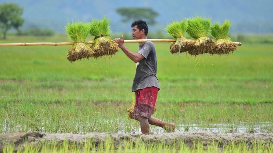 Assam procures 2.19 lakh metric tonnes of paddy in first 100 Days of NDA’s third term, benefits over 17,000 farmers Assam procures 2.19 lakh metric tonnes of paddy in first 100 Days of NDA’s third term, benefits over 17,000 farmers