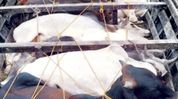 36 suspected cattle smugglers arrested, 106 livestock rescued in Assam’s Biswanath 36 suspected cattle smugglers arrested, 106 livestock rescued in Assam’s Biswanath