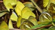 Dihing Patkai Biodiversity trail records 165 butterfly species, including 37 endangered species: Assam CM Dihing Patkai Biodiversity trail records 165 butterfly species, including 37 endangered species: Assam CM