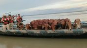 20 bovines rescued from small boat in Dhubri, 3 arrested: Himanta 20 bovines rescued from small boat in Dhubri, 3 arrested: Himanta