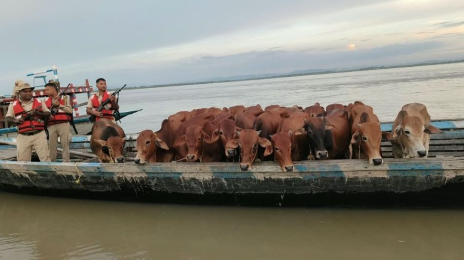 20 bovines rescued from small boat in Dhubri, 3 arrested: Himanta 20 bovines rescued from small boat in Dhubri, 3 arrested: Himanta