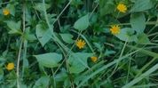 Toxic parthenium weed spreads across Assam's Kaliabor, poses threat to biodiversity and health Toxic parthenium weed spreads across Assam's Kaliabor, poses threat to biodiversity and health
