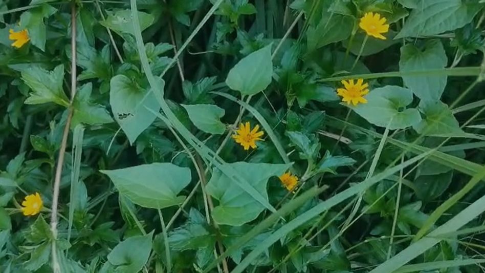 Toxic parthenium weed spreads across Assam's Kaliabor, poses threat to biodiversity and health Toxic parthenium weed spreads across Assam's Kaliabor, poses threat to biodiversity and health