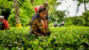 Falling auction prices raise concern over sustainability of tea industry: TAI Falling auction prices raise concern over sustainability of tea industry: TAI