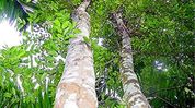 Assam BJP backs government’s agarwood push, calls for growers to get fair share Assam BJP backs government’s agarwood push, calls for growers to get fair share
