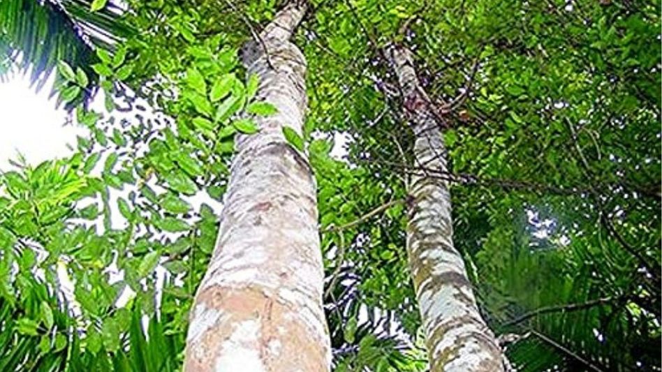 Assam BJP backs government’s agarwood push, calls for growers to get fair share Assam BJP backs government’s agarwood push, calls for growers to get fair share