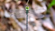 Rare Spoon-tailed Duskhawker dragonfly photographed for first time in Arunachal Pradesh Rare Spoon-tailed Duskhawker dragonfly photographed for first time in Arunachal Pradesh