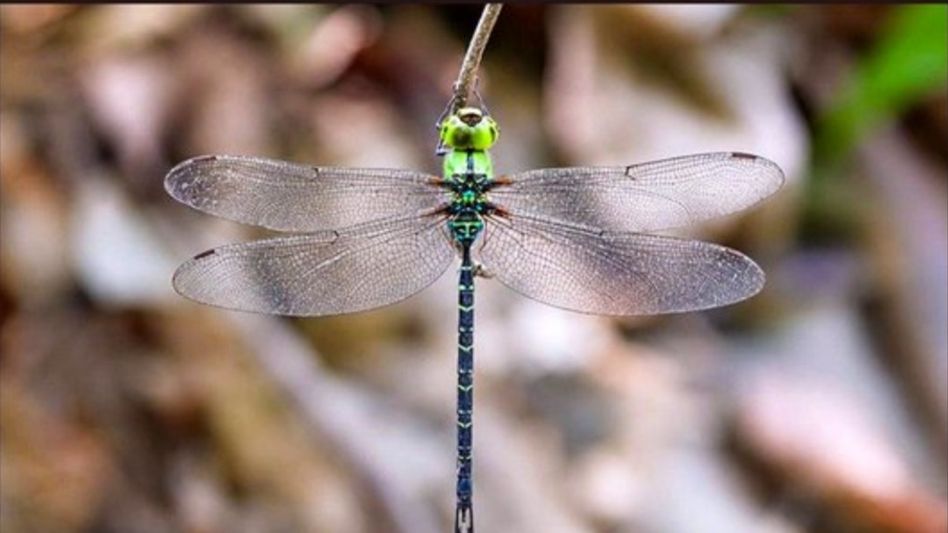 Rare Spoon-tailed Duskhawker dragonfly photographed for first time in Arunachal Pradesh Rare Spoon-tailed Duskhawker dragonfly photographed for first time in Arunachal Pradesh