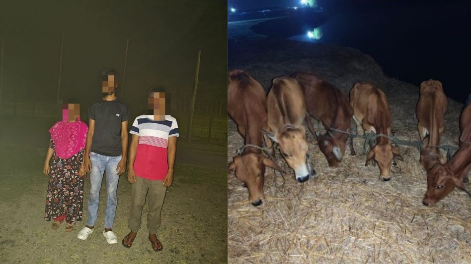 Assam steps up border crackdown, stops three Bangladeshi infiltrators; 54 cattle seized Assam steps up border crackdown, stops three Bangladeshi infiltrators; 54 cattle seized