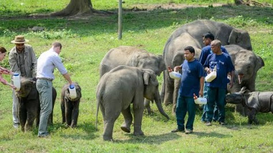 Assam: CWRC rescues over 10,000 wild animals in 25 years, releases 68% into forests Assam: CWRC rescues over 10,000 wild animals in 25 years, releases 68% into forests