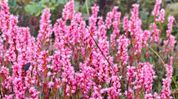 Sikkim: Rare Himalayan flowers turn Kupup-Gnathang Valley pink, draw tourists Sikkim: Rare Himalayan flowers turn Kupup-Gnathang Valley pink, draw tourists
