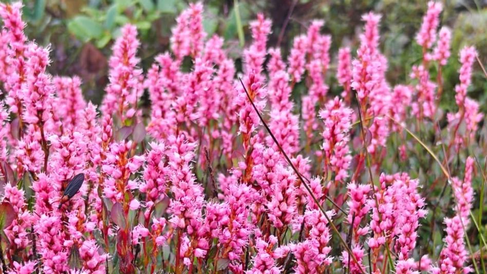 Sikkim: Rare Himalayan flowers turn Kupup-Gnathang Valley pink, draw tourists Sikkim: Rare Himalayan flowers turn Kupup-Gnathang Valley pink, draw tourists