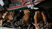Fakirganj Police seize 16 cattle suspected to be smuggled in Assam's Dhubri Fakirganj Police seize 16 cattle suspected to be smuggled in Assam's Dhubri