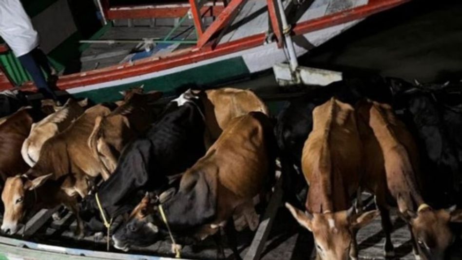Fakirganj Police seize 16 cattle suspected to be smuggled in Assam's Dhubri Fakirganj Police seize 16 cattle suspected to be smuggled in Assam's Dhubri