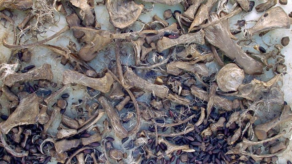 Tripura: Decomposed bodies of live-in couple recovered from Agartala house Tripura: Decomposed bodies of live-in couple recovered from Agartala house