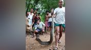 Locals rescue 15-foot python from tree in Assam’s Belpara Locals rescue 15-foot python from tree in Assam’s Belpara