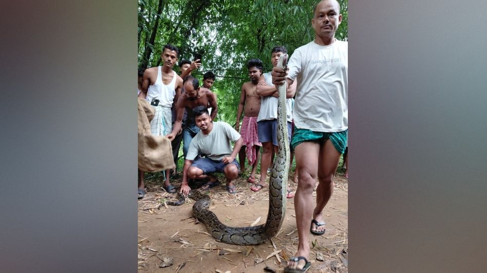 Locals rescue 15-foot python from tree in Assam’s Belpara Locals rescue 15-foot python from tree in Assam’s Belpara