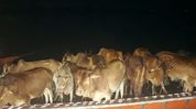Assam CM applauds Dhubri Police for rescuing 58 cattle from smugglers Assam CM applauds Dhubri Police for rescuing 58 cattle from smugglers