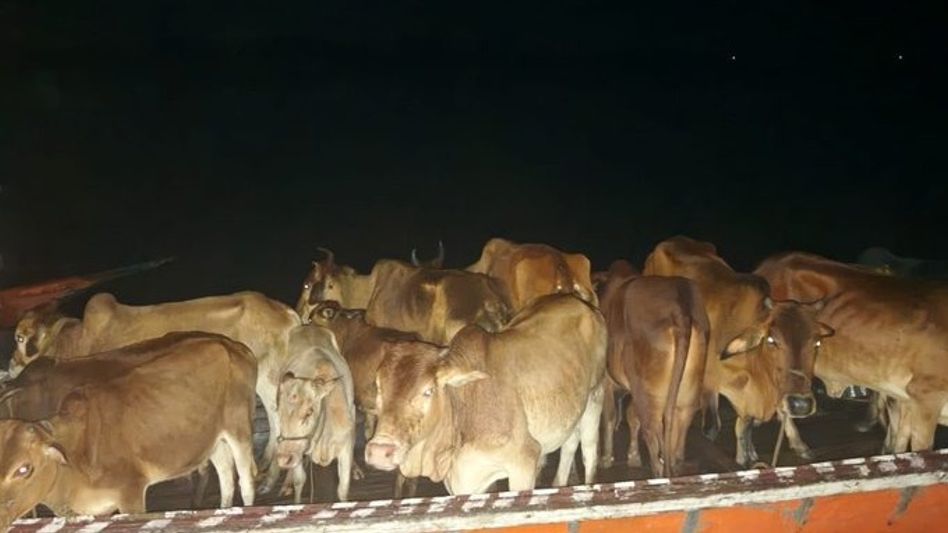 Assam CM applauds Dhubri Police for rescuing 58 cattle from smugglers Assam CM applauds Dhubri Police for rescuing 58 cattle from smugglers
