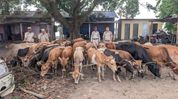 51 cattle, boat seized in Assam's South Salmara during anti-smuggling patrol 51 cattle, boat seized in Assam's South Salmara during anti-smuggling patrol