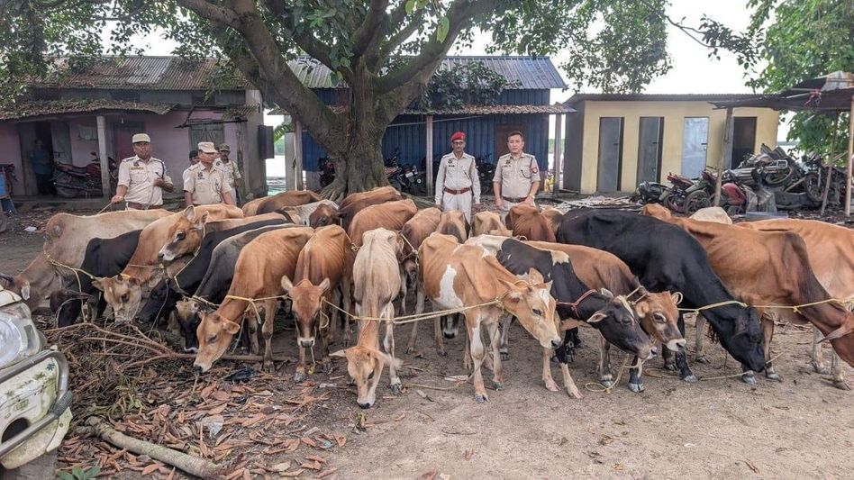 51 cattle, boat seized in Assam's South Salmara during anti-smuggling patrol 51 cattle, boat seized in Assam's South Salmara during anti-smuggling patrol
