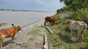 11 cattle recovered in Assam's Kokrajhar anti-smuggling drive, one held 11 cattle recovered in Assam's Kokrajhar anti-smuggling drive, one held