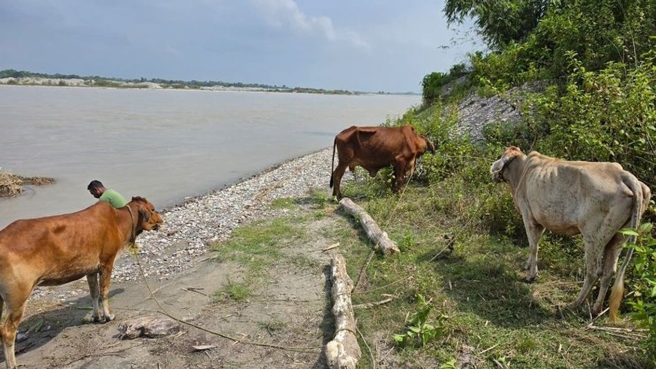 11 cattle recovered in Assam's Kokrajhar anti-smuggling drive, one held 11 cattle recovered in Assam's Kokrajhar anti-smuggling drive, one held