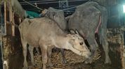 Assam: Three detained in Cachar over alleged buffalo smuggling to Bangladesh Assam: Three detained in Cachar over alleged buffalo smuggling to Bangladesh