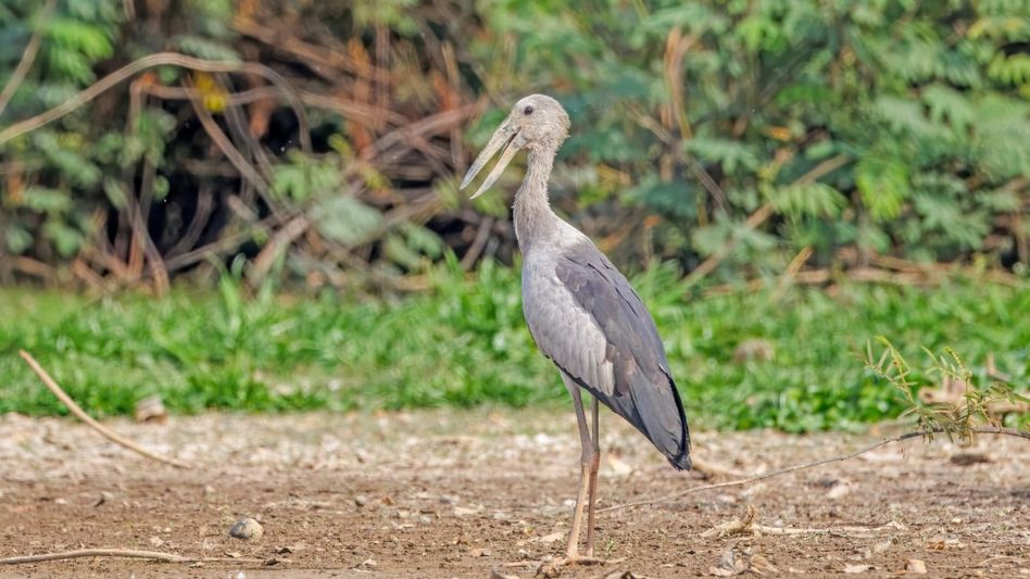 Asian Openbill breeding colony draws conservation attention in Assam’s Tinsukia Asian Openbill breeding colony draws conservation attention in Assam’s Tinsukia