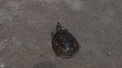 Assam: Turtle rescued from flooded residential area in Nagaon’s Rupahihat Assam: Turtle rescued from flooded residential area in Nagaon’s Rupahihat