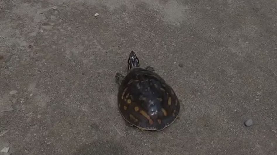 Assam: Turtle rescued from flooded residential area in Nagaon’s Rupahihat Assam: Turtle rescued from flooded residential area in Nagaon’s Rupahihat