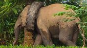 Assam: Wild elephant spotted in Numaligarh with tyre around its neck, locals raise concerns Assam: Wild elephant spotted in Numaligarh with tyre around its neck, locals raise concerns