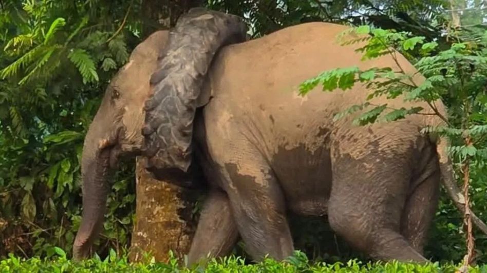Assam: Wild elephant spotted in Numaligarh with tyre around its neck, locals raise concerns Assam: Wild elephant spotted in Numaligarh with tyre around its neck, locals raise concerns