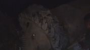 Assam: Tyre removed from wild elephant’s neck after rescue operation in Golaghat Assam: Tyre removed from wild elephant’s neck after rescue operation in Golaghat