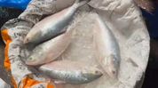Indian fish importers urge Bangladesh to lift Hilsa export ban ahead of Durga Puja Indian fish importers urge Bangladesh to lift Hilsa export ban ahead of Durga Puja