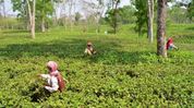 Tripura tea industry gets fresh push as 23.31 MT Of tea dispatched to Kolkata, Guwahati Tripura tea industry gets fresh push as 23.31 MT Of tea dispatched to Kolkata, Guwahati