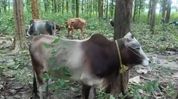 Truck carrying 24 cattle intercepted in Boko, driver flees spot Truck carrying 24 cattle intercepted in Boko, driver flees spot