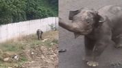 Elephant herd enters Tata semiconductor project site in Assam’s Jagiroad, employees evacuated Elephant herd enters Tata semiconductor project site in Assam’s Jagiroad, employees evacuated
