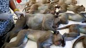 Assam MLAs to visit Himachal Pradesh to study monkey sterilisation programme Assam MLAs to visit Himachal Pradesh to study monkey sterilisation programme