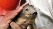 Assam’s endangered pygmy hog rises from just 6 to 194; target set at 300 by 2040 Assam’s endangered pygmy hog rises from just 6 to 194; target set at 300 by 2040