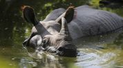 Greater one-horned rhino population hits global high of 4,075, Assam holds 80 per cent Greater one-horned rhino population hits global high of 4,075, Assam holds 80 per cent