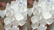 Assam: Nagaon Police seize 100 litres of illicit country liquor from tempo in Nonoi Assam: Nagaon Police seize 100 litres of illicit country liquor from tempo in Nonoi