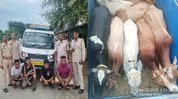 Assam: 8 cattle recovered after two vehicles intercepted near Morigaon Police Reserve, 4 persons apprehended Assam: 8 cattle recovered after two vehicles intercepted near Morigaon Police Reserve, 4 persons apprehended